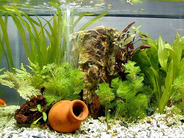 Fresh Plants Aquarium